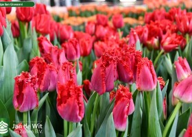 Tulipa San Giovanni ® (2)